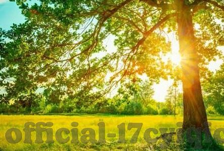 亚洲成人网站视频-亚洲成人网站视频，文化、法律与伦理的边界